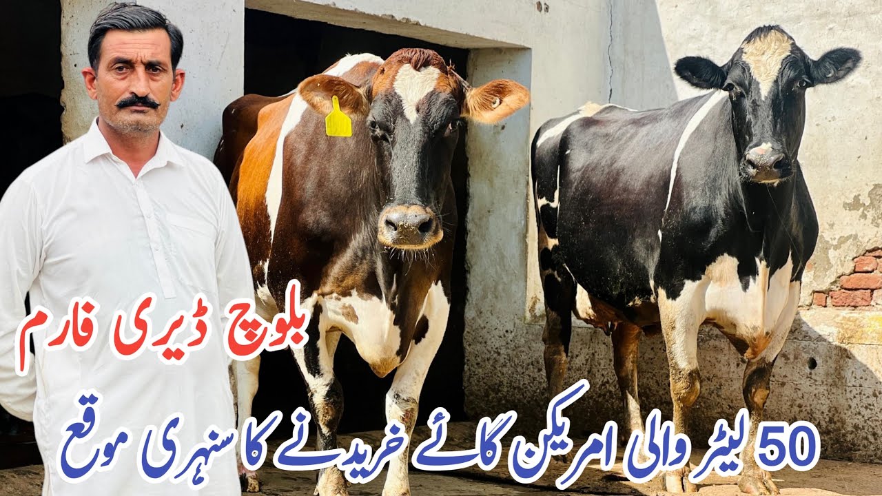 Baloch Dairy Farm | imported cows And Friesian cows | Top class Cows