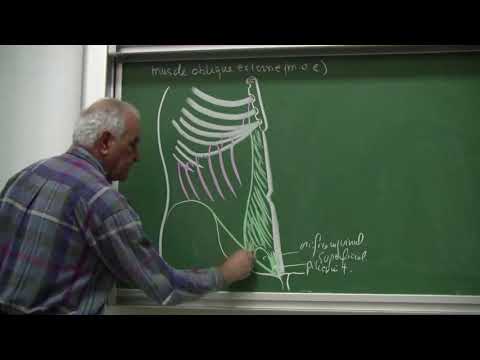 Vidéo: Moment De La Réparation Et Utilisation Du Maillage Dans Les Défauts Traumatiques De La Paroi Abdominale: Une Revue Systématique Et Une Méta-analyse De La Littérature Actuelle