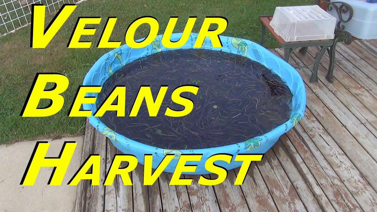 Velour Bush Bean Harvest Part 2 136 Heirloom Organic Vegetable Garden