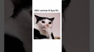 Yaad rakhna 💞😄😃#funny #cats#memes