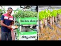 மாடித்தோட்டத்தில் அக்வா போனிக்ஸ் | Aquaponics in Terrace Garden #aquaponic