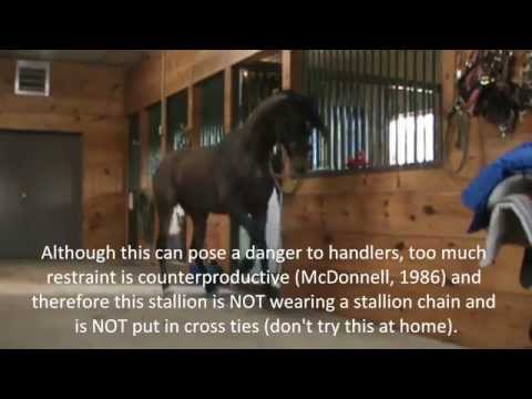 Stallion Behavior -  Redirected Behaviour / Self Mutilation / Aggression in horses