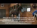 Stallion Behavior -  Redirected Behaviour / Self Mutilation / Aggression in horses