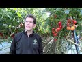 Tomatenteler agrocare is toonaangevend in europa