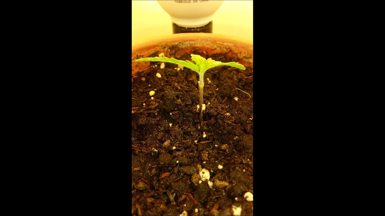 Day 18 first time grow