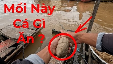 Câu Cá Vồ Đém Mùa Nước Nổi #10 ||Mồi Này Đi Là Có Cá Mang Về .