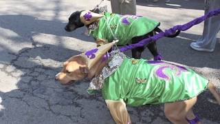 Soulard Pet Parade 2010