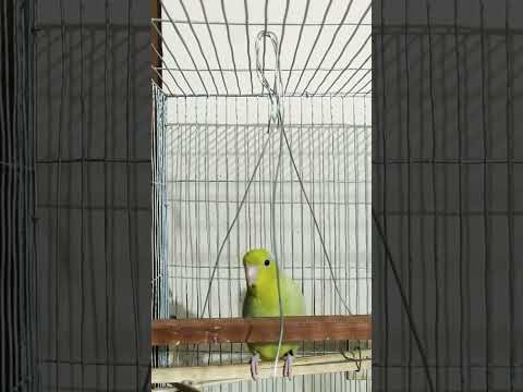 parrotlet most beautiful mutation || American yellow forpus