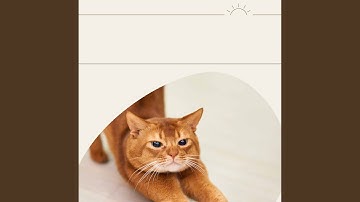 Scintillating Moods for Mysterious Kittens