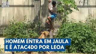 Young man enters a lioness's cage, and tragedy mobilizes João Pessoa | News Target