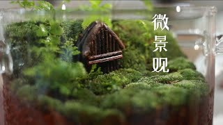 用破锅做一个微景观 在家藏一座森林/Self made micro landscape