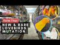 Rare mutation lovebirds farm 1500 pairs
