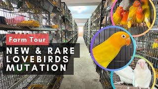 Rare Mutation Lovebirds Farm 1500 Pairs