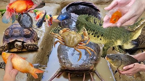 Kem Ốc bắt cá vàng ở mương nước bắt cá trê lai , con cua , con tôm , cá chim , cá trắm , cá koi