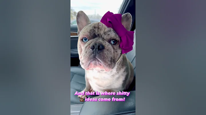 Farting Freely with Fido: This Hilarious Dog Shorts Reel Proves Holding it in is a No-No #funnydogs