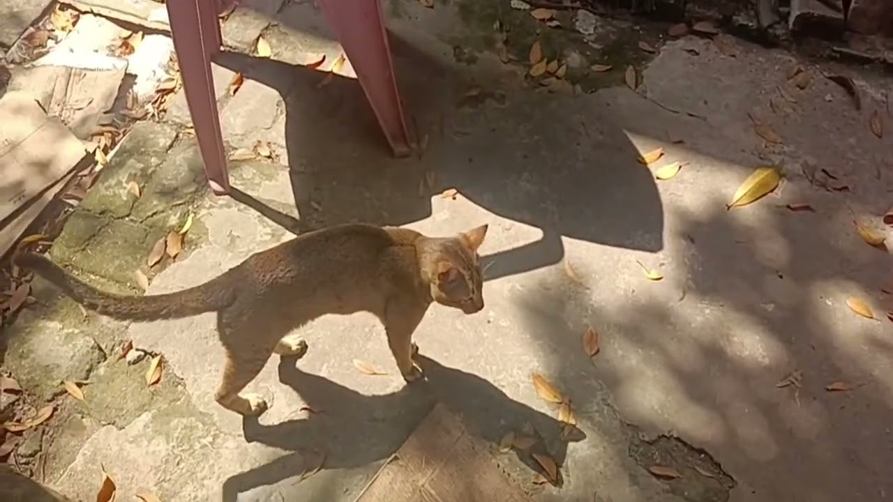 omg 😻😻😻cutemy cat #cat #anmals #cuteanimal #cute #kitten #cutepet #funnycat #funnyanimal