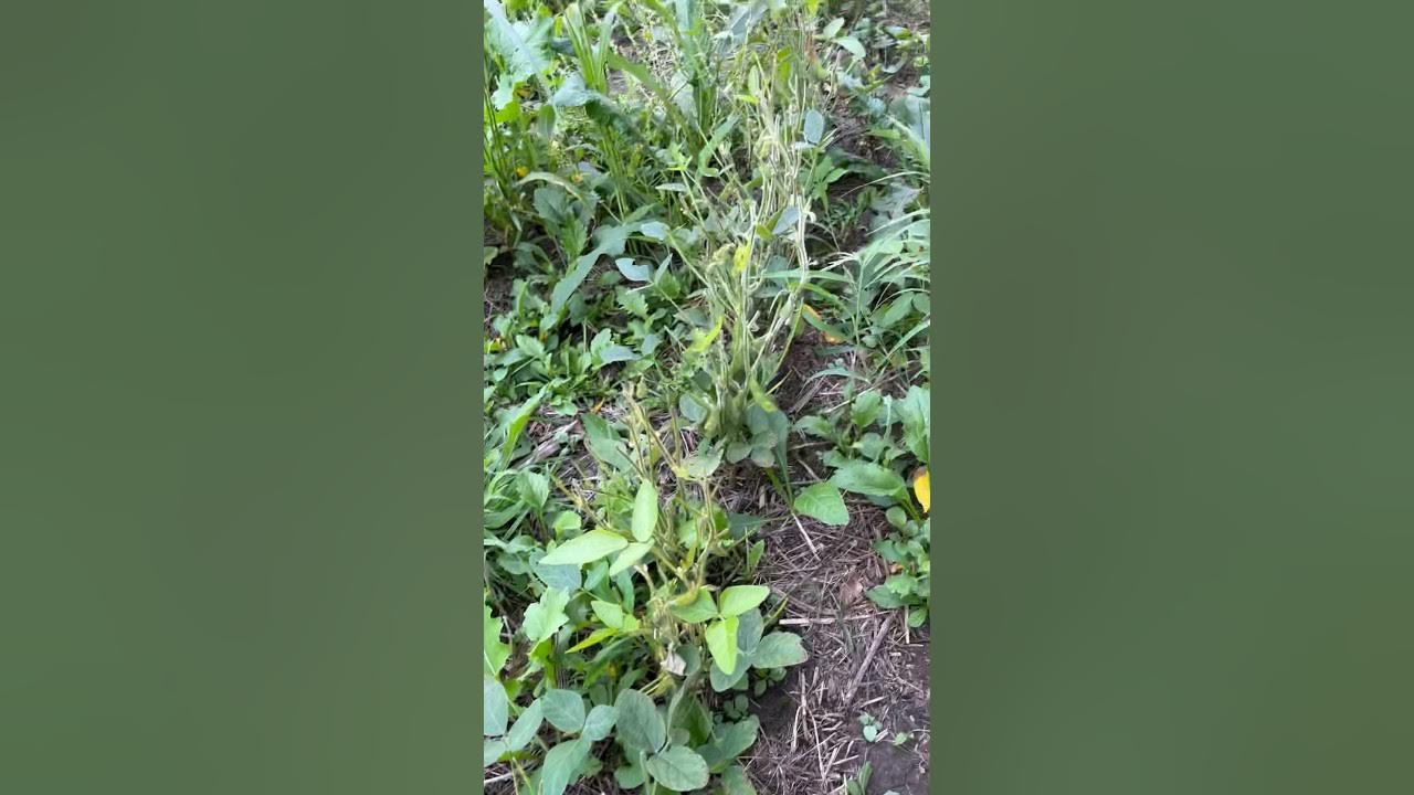 Food plot updateyear 1 soybeans foodplots YouTube