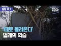 [현장 36.5] '떼로 몰려온다' 벌레의 역습 (2020.07.25/뉴스데스크/MBC)