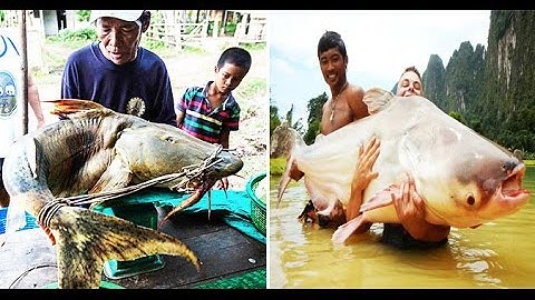 Cận Cảnh Những Quái Vật Khổng Lồ Người Dân Bắt Được Trên Dòng Sông Mekong