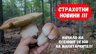 Страхотна #новина от царството на #гъбите