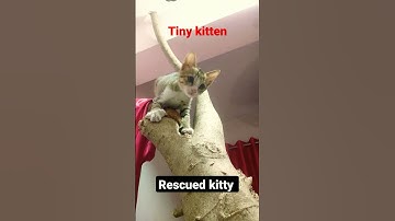 Rescued  kitten liked the cat tree very much, can