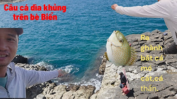 Câu Biển trên bè bắt cá dìa khủng, chuyển ra ghành biển bắt được toàn cá mó cát.