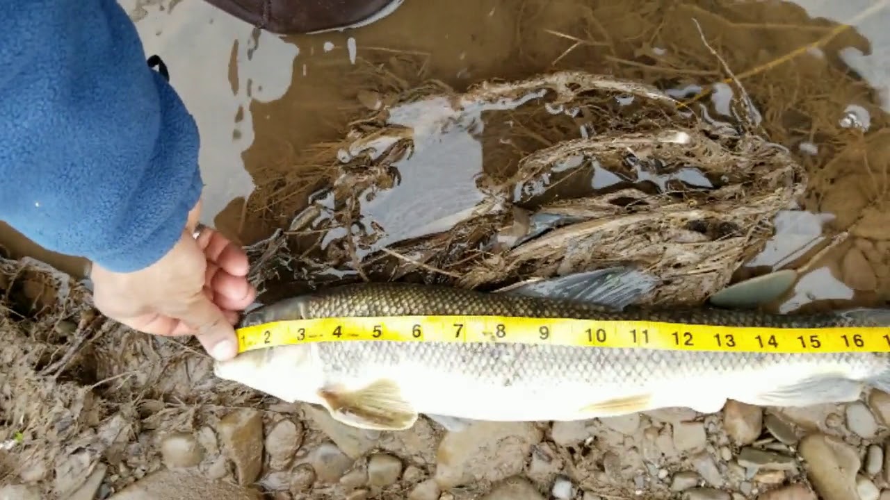 20.5" Sucker pulling drag