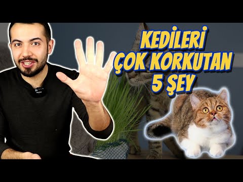 Video: Neden Kedim Masamdaki Her Şeyi Nakavt Ediyor?