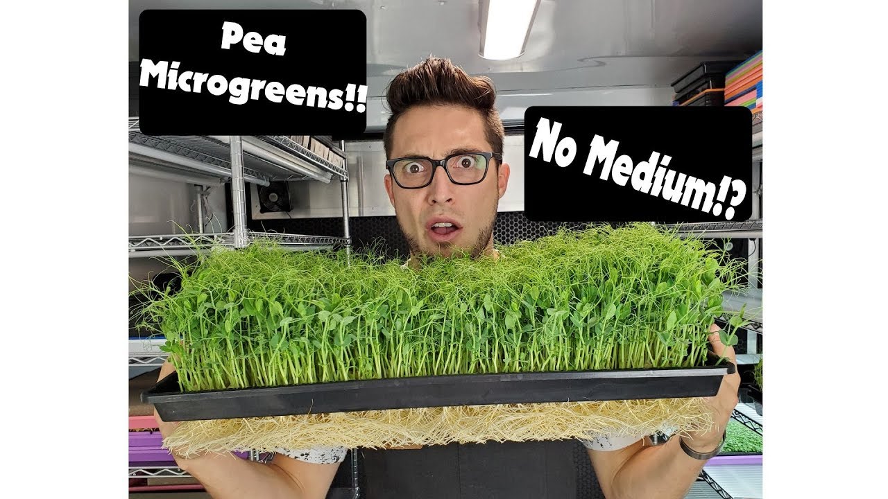 Bottom Watering vs Kratky Method for Pea Microgreens — Which Wins?
