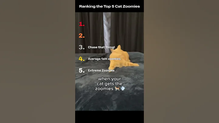 Video 11718671: funnycatvideos cats catlover, cats catlover funny