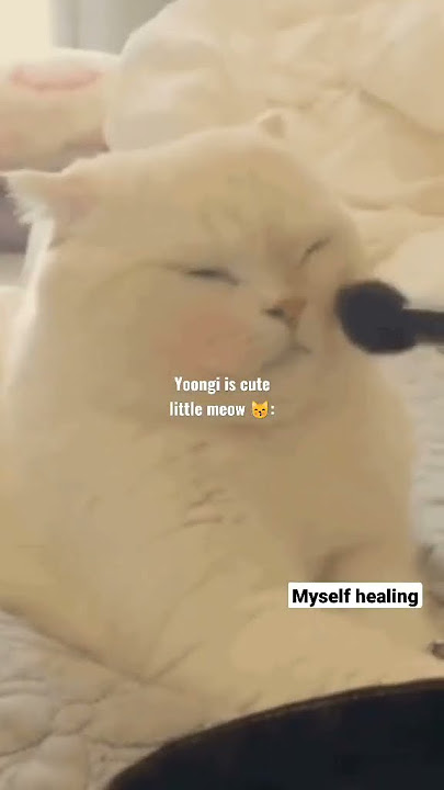 Yoongi vs kitten😽 #suga #whole #yoongi #lilmeowmeow