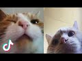 🤣Funny Cat Videos 2021🤣 🐱 It&#39;s time to LAUGH with Cat&#39;s life #2