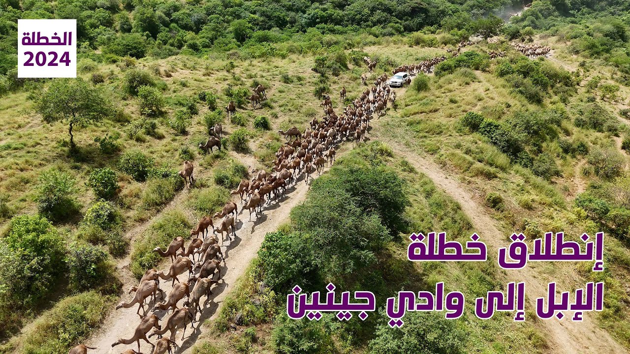 إنطلاق خطلة الإبل إلى وادي جينين