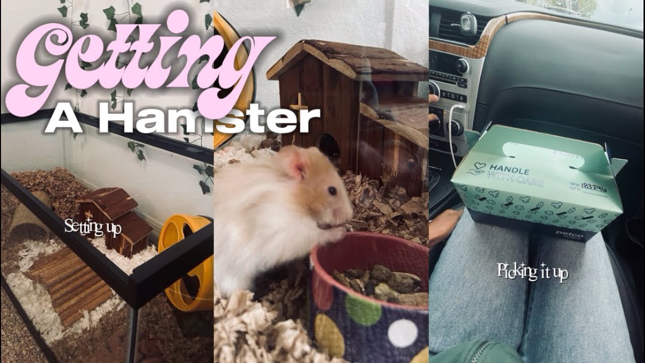 Getting a hamster vlog