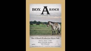 Box A Ranch - Production Horse Sale