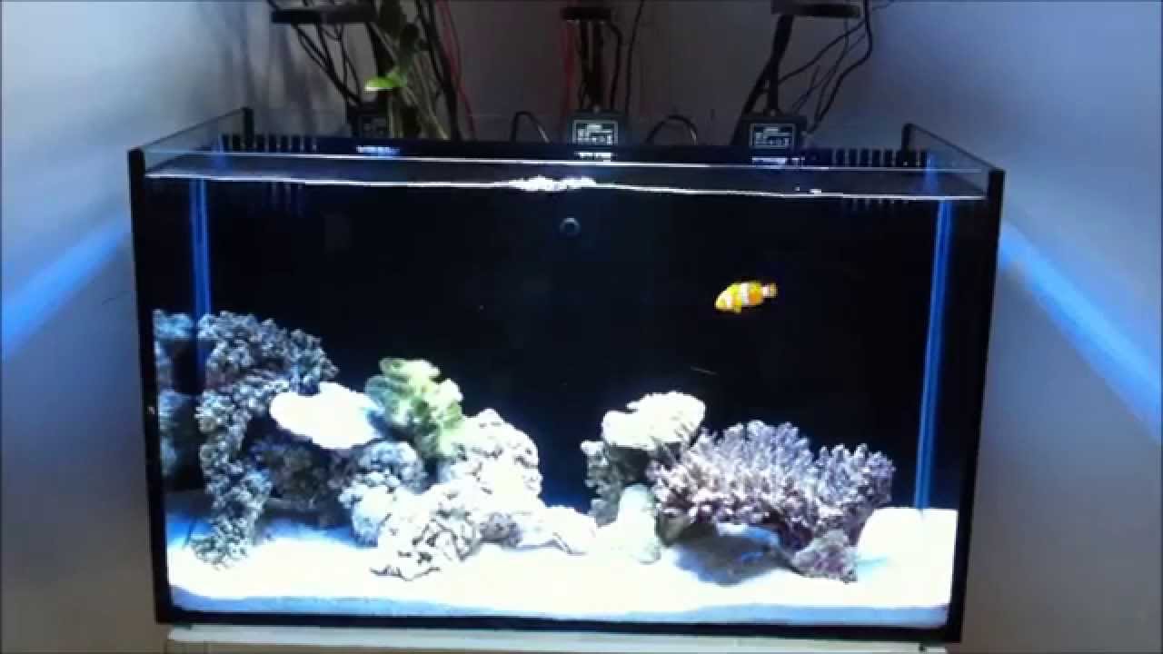 DIY all in one saltwater nano 16 gallon build YouTube