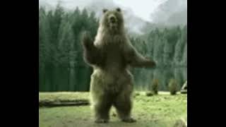 Bear Dance Gif