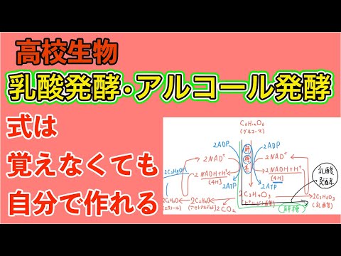 高校生物「発酵（乳酸発酵・アルコール発酵）」