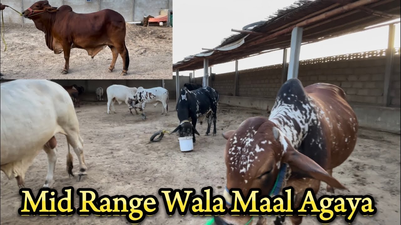 Mid Range Wala Maal Agaya Northernbypass 2023 Fammyofficial Mid Range Wala Maal Agaya Northernbypass 2023 Fammyofficial