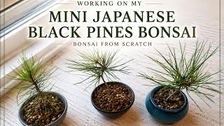 Working on my Japanese Black Pine Mini Bonsai Projects- Bonsai from Scratch 🌲✂️👌🏻