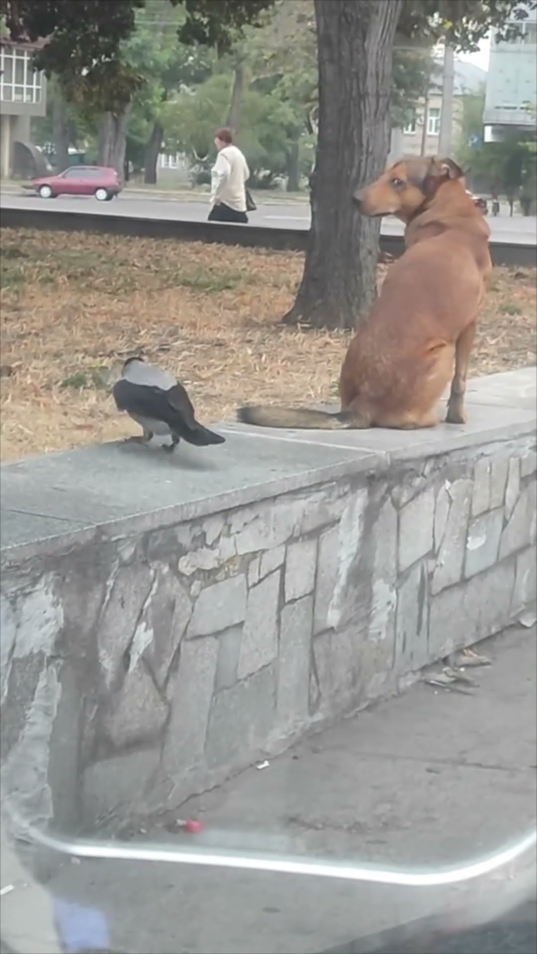 Mischievous Crow Toying with a Stray Dog in the Streets
