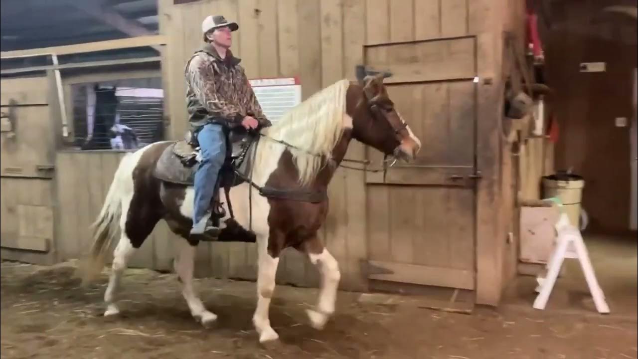 Jasper Good Spotted Saddle Horse for sale at McNatt Farms YouTube