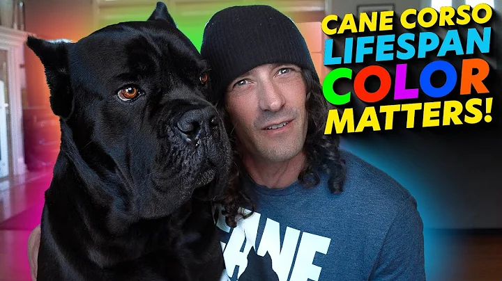 Which color Cane Corso lives the longest? (2023)