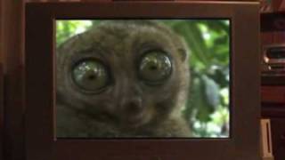 Charter Commercial - Dramatic Lemur