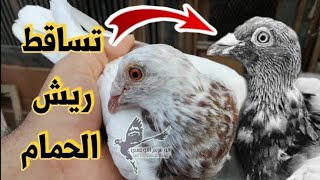 موسم قلش الحمام وكيفيه التعامل معه #كلام من الاخر