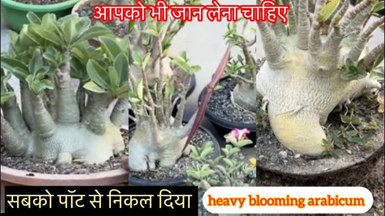 सबको पॉट से निकाल दिया,ये वैरायटी ऐसा ही करती,पछताना पड़ेगा आपको भी,ये सही टाइम शुरू हो गया है,