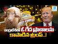 Trump Lookalike Buffalo Saved From Sacrifice, Becomes Viral Celebrity! | Sakshi Digital |