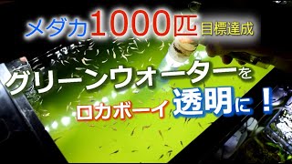 目標達成！1000匹メダカの稚魚とロカボーイでグリーンウォーターを透明に！？