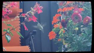 Humming bird shuffle 