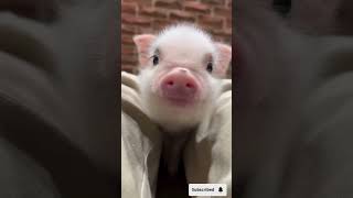 Curious Pig Discovers a Whole New World! Too Cute to Stop Watching #pig #cute #shorts